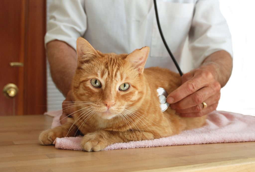 Take Your Cat for Checkup Often to Professional Vet
