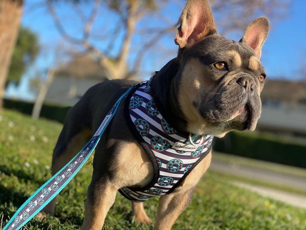What Should You Ask A Dog Groomer?
