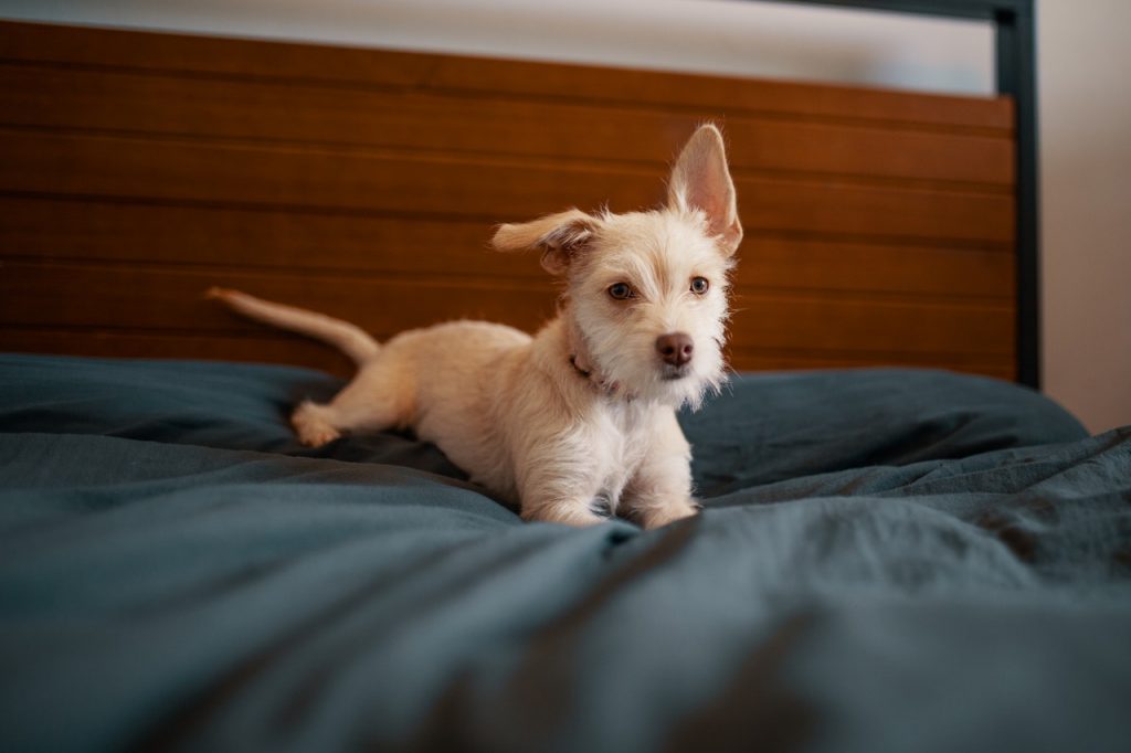 Why Are Dog Beds So Important?