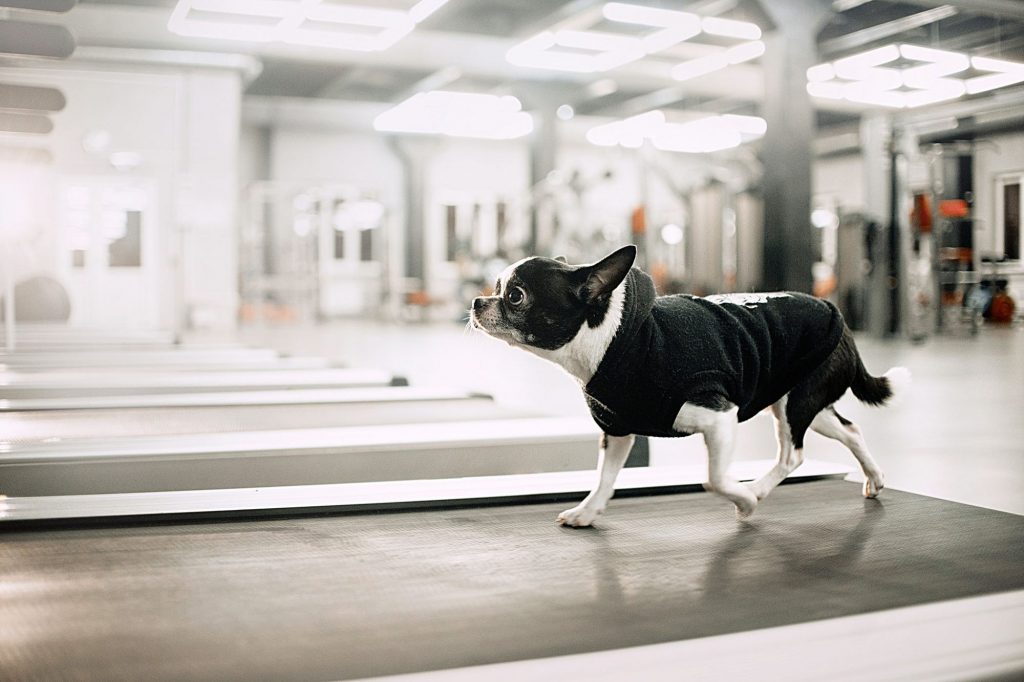 Should I Use Treadmill For Dogs?