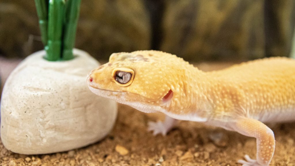 Keeping Your Pet Gecko Healthy