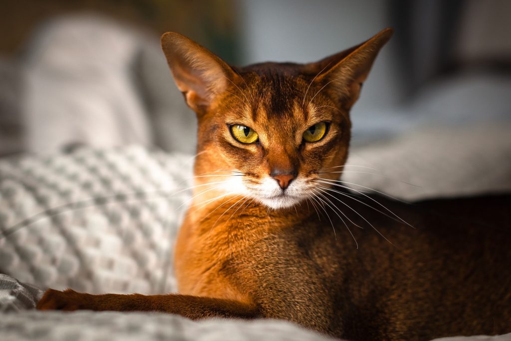 Are Abyssinian Cats Child Friendly?