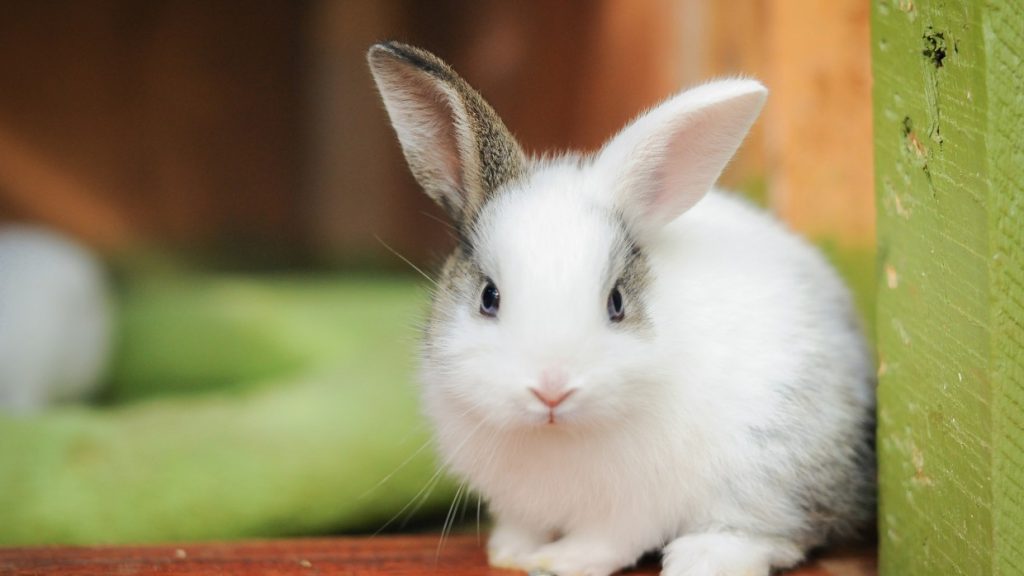 The Best Way to Take Care of Your Rabbit
