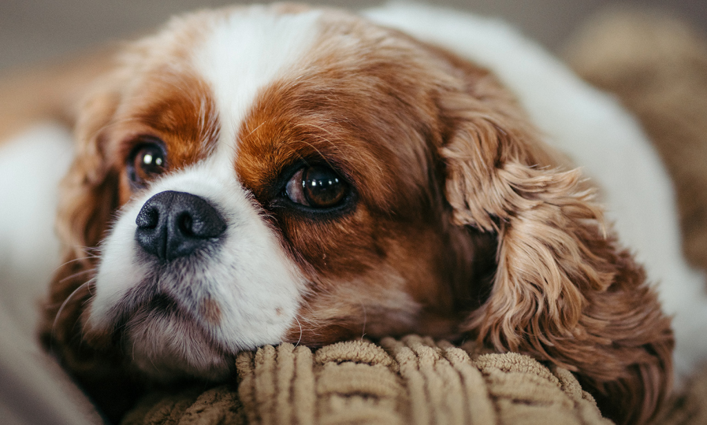 Why Dogs are More Important Than Household Items?