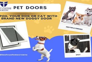 Should You Get A Pet Door For Your Screen Door