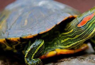 Red-Eared Slider in a small bowl