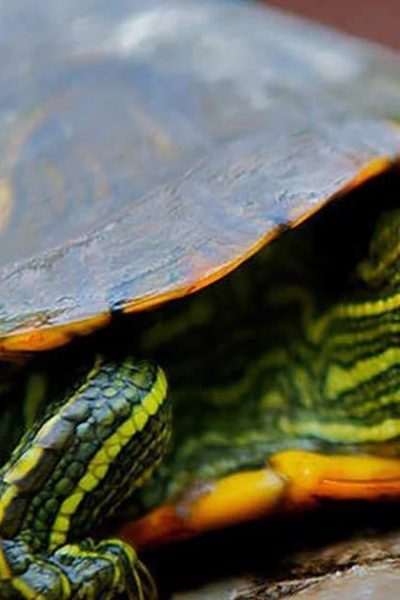 Red-Eared Slider in a small bowl