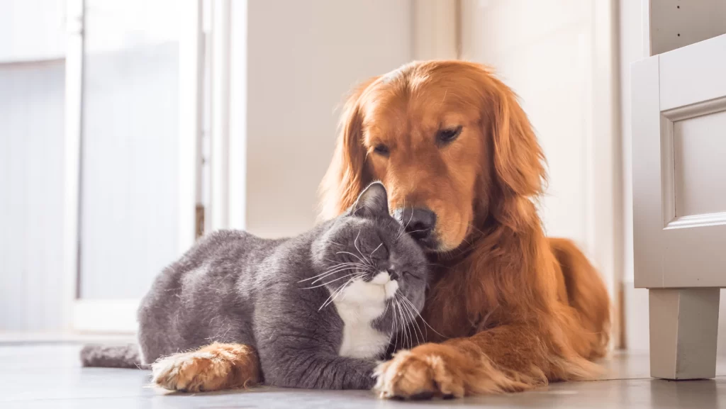 Guide to Becoming a Great Cat or Dog Owner