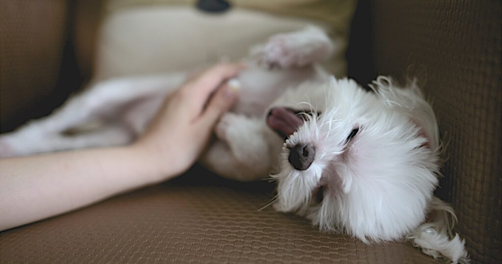 Learn More on the Gut Health of Your Dog