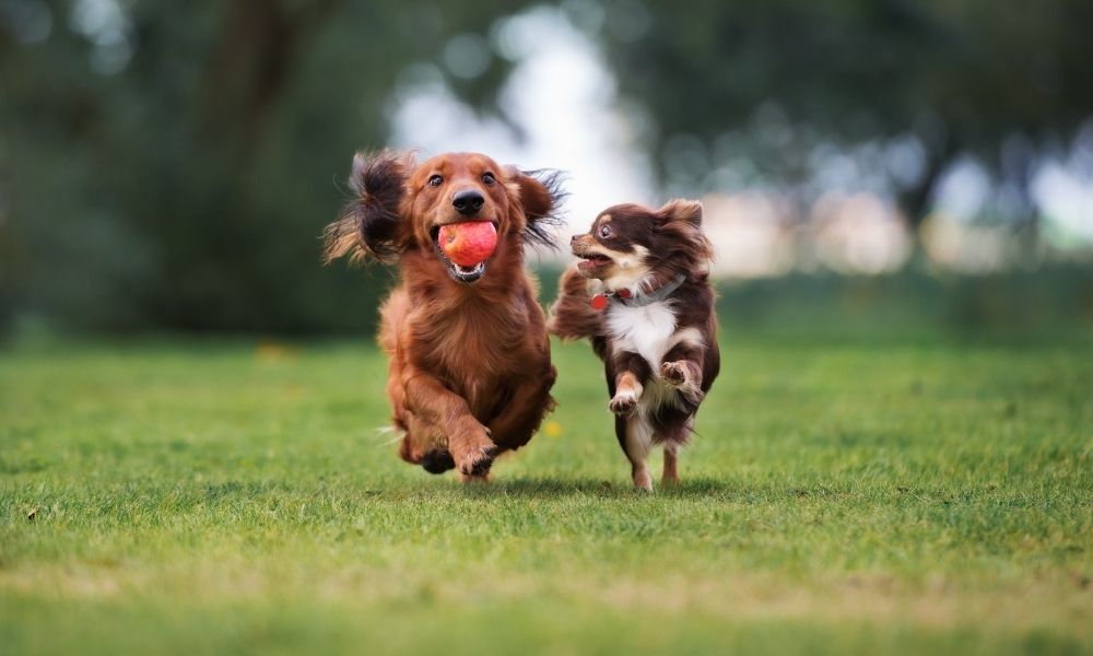 Understanding the Importance of Puppy Socialisation Puppy Socialisation