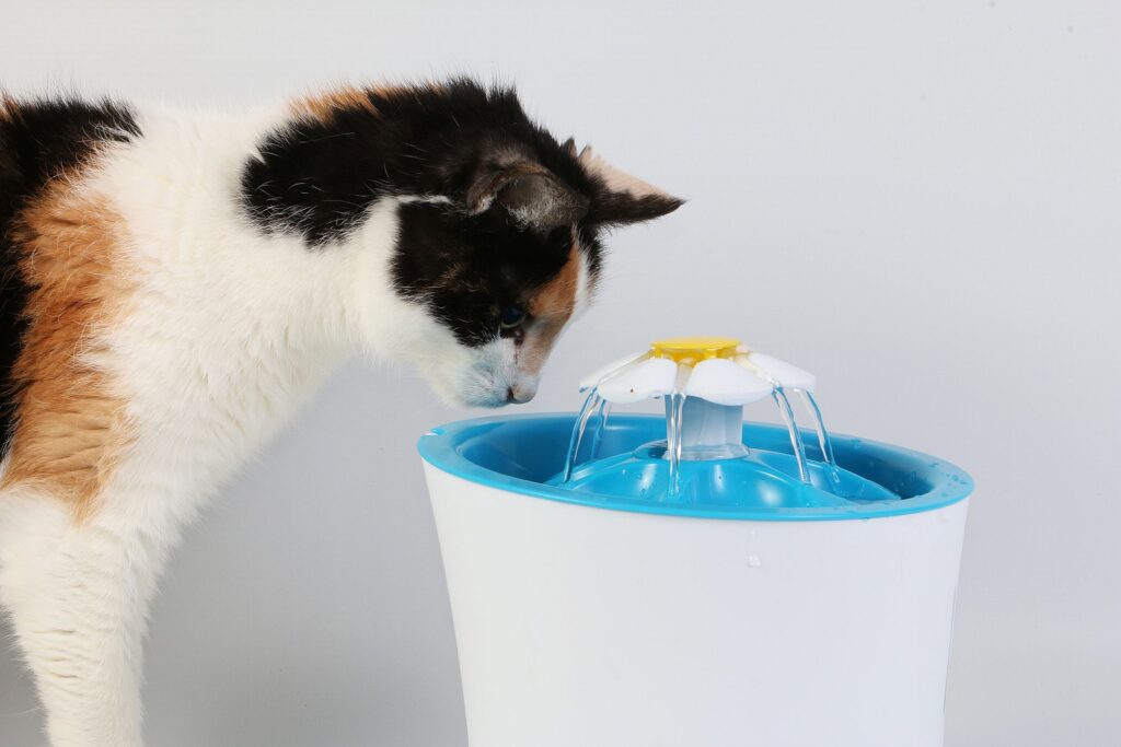Upgrade your cat’s watering experience – Top wireless stainless steel fountains of 2024