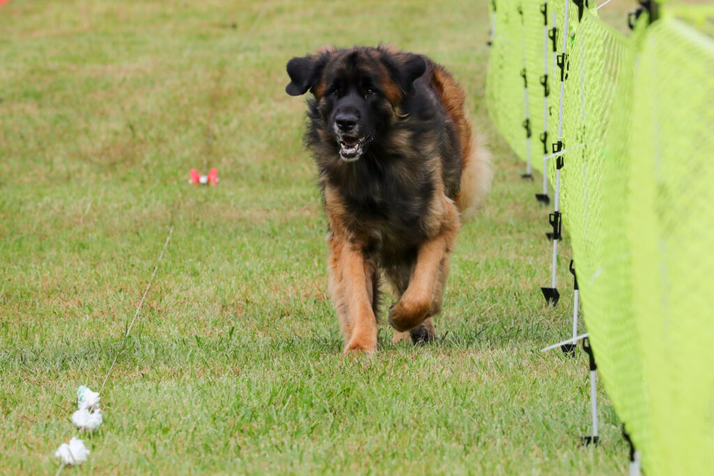 Running Towards Success: The Fascinating World of AKC Fast CAT Dog Sport