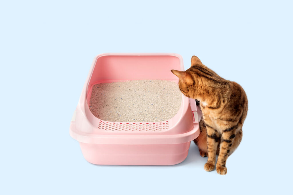 The Hidden Truth About Tofu Cat Litter Only 1% of Cat Owners Know