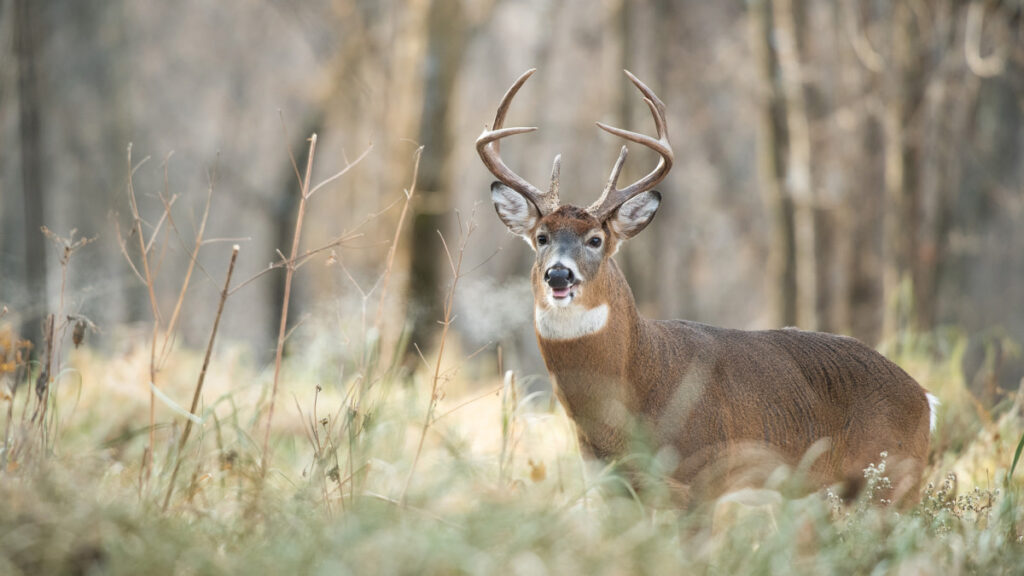 Whitetail Deer Hunting Seasonal Strategies: Rut to Winter