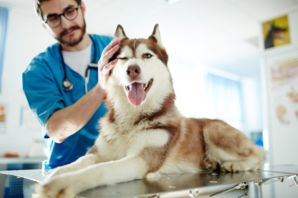 24 Hour Pet Clinic: Why Access to Emergency Care Can Save Your Pet’s Life