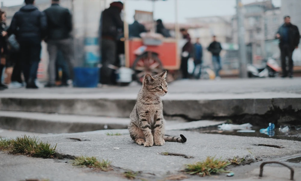 Why do large indoor cats need dedicated scratching zones daily?