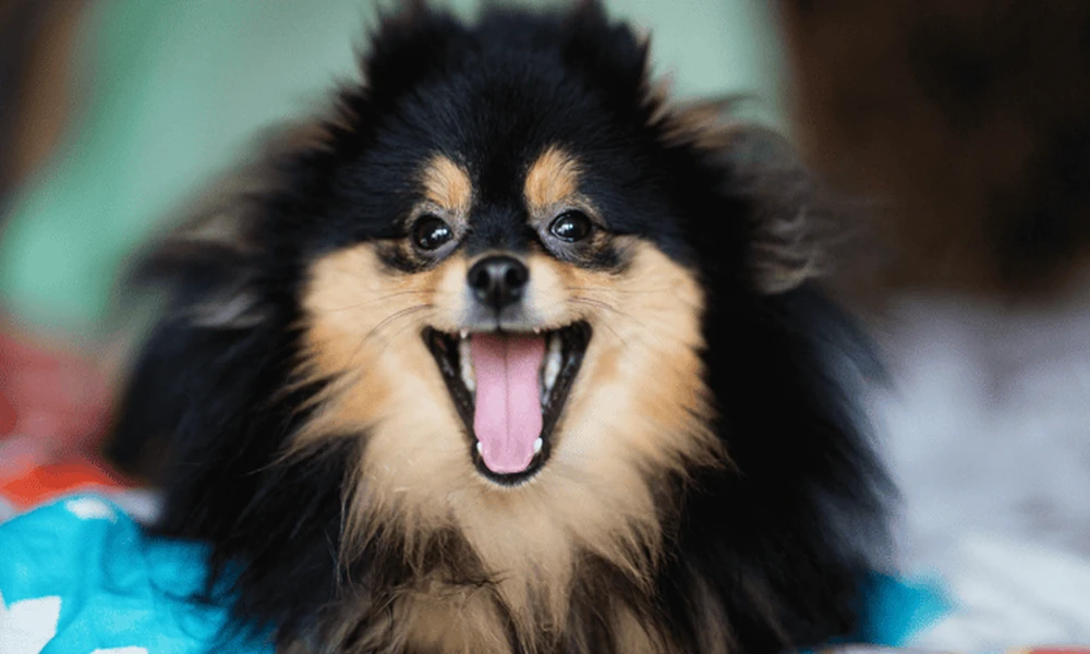 Somebody Still Loves the Deer Head: Why the Other Chihuahua Deserves the Spotlight