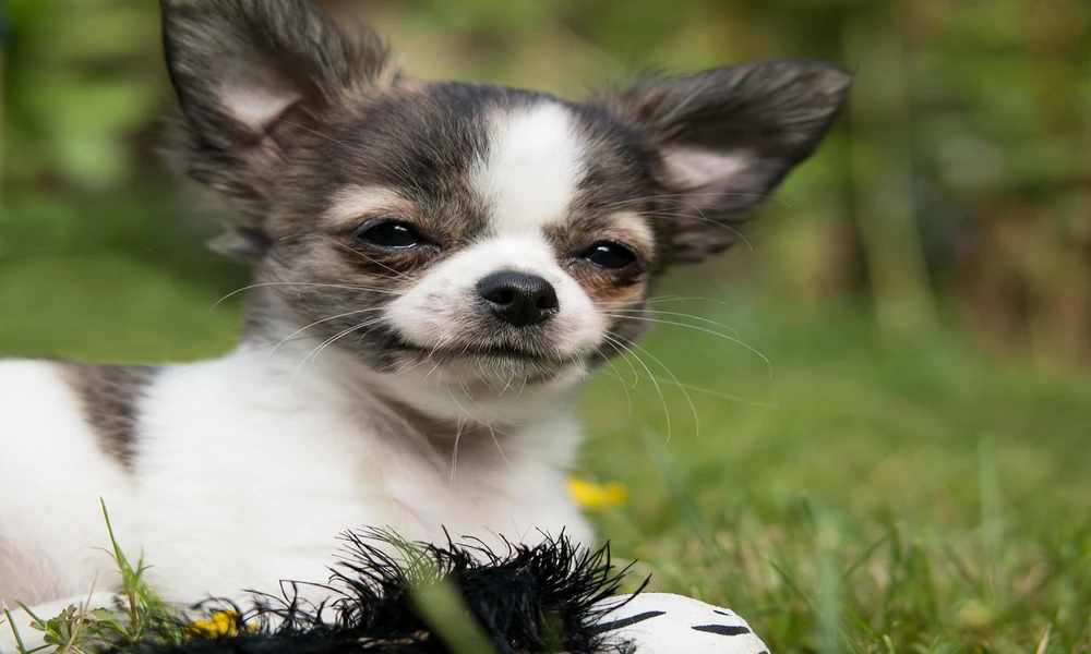 What Makes a Chihuahua Breeder Great for Families